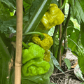 Mustard Reaper Pepper Seeds (Non - Isolated)