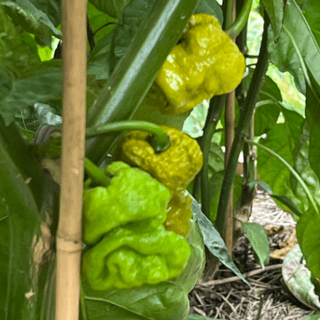 Mustard Reaper Pepper Seeds (Non - Isolated)