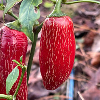 Nadapeno - Seeds - The Pepper Pantry (Formerly Marie Sharp's)