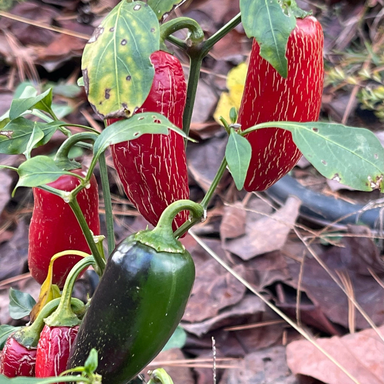 Nadapeno - Seeds - The Pepper Pantry (Formerly Marie Sharp's)