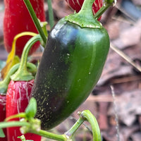 Nadapeno - Seeds - The Pepper Pantry (Formerly Marie Sharp's)