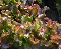 New Red Fire Lettuce Seeds
