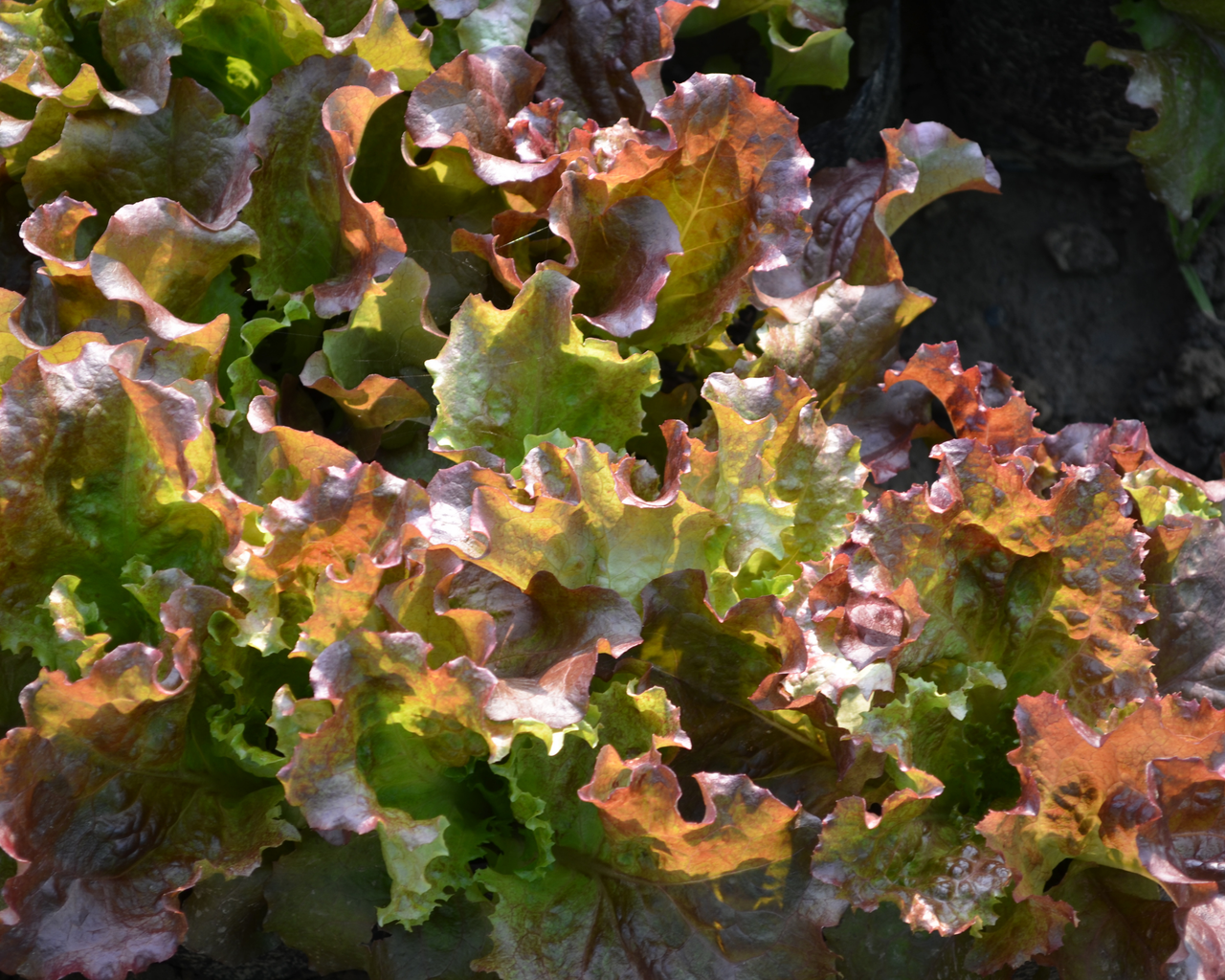 New Red Fire Lettuce Seeds