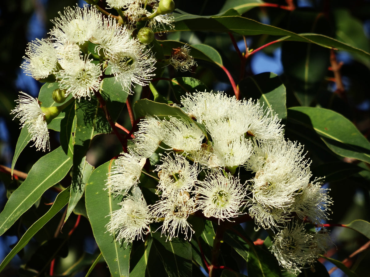 50 LEMON SCENTED EUCALYPTUS Citriodora Tree aka Lemon Bush & Spotted Gum - Colorful Bark White Flower Tree Seeds