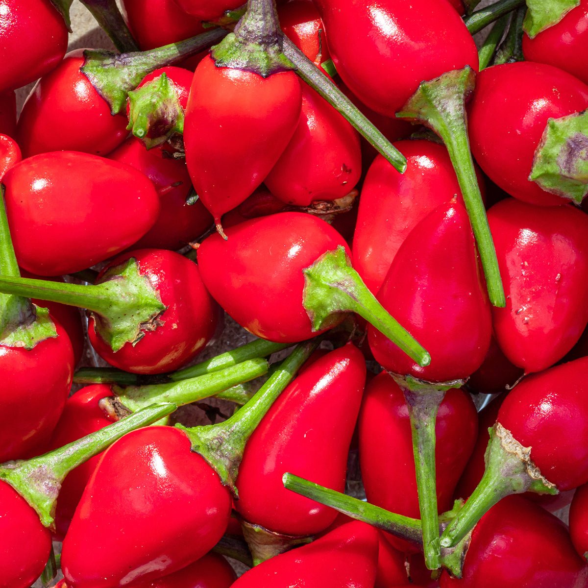 NuMex Chili Pepper Seeds - The Pepper Pantry (Formerly Marie Sharp's)