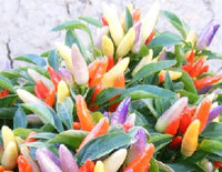 Thumbnail for NuMex Easter Ornamental Pepper Seeds