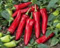 Numex Big Jim Hot Pepper Seeds