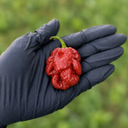 C3PO Pepper Seeds