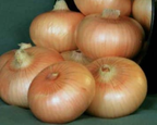 Yellow Granex Hybrid Onion Seeds