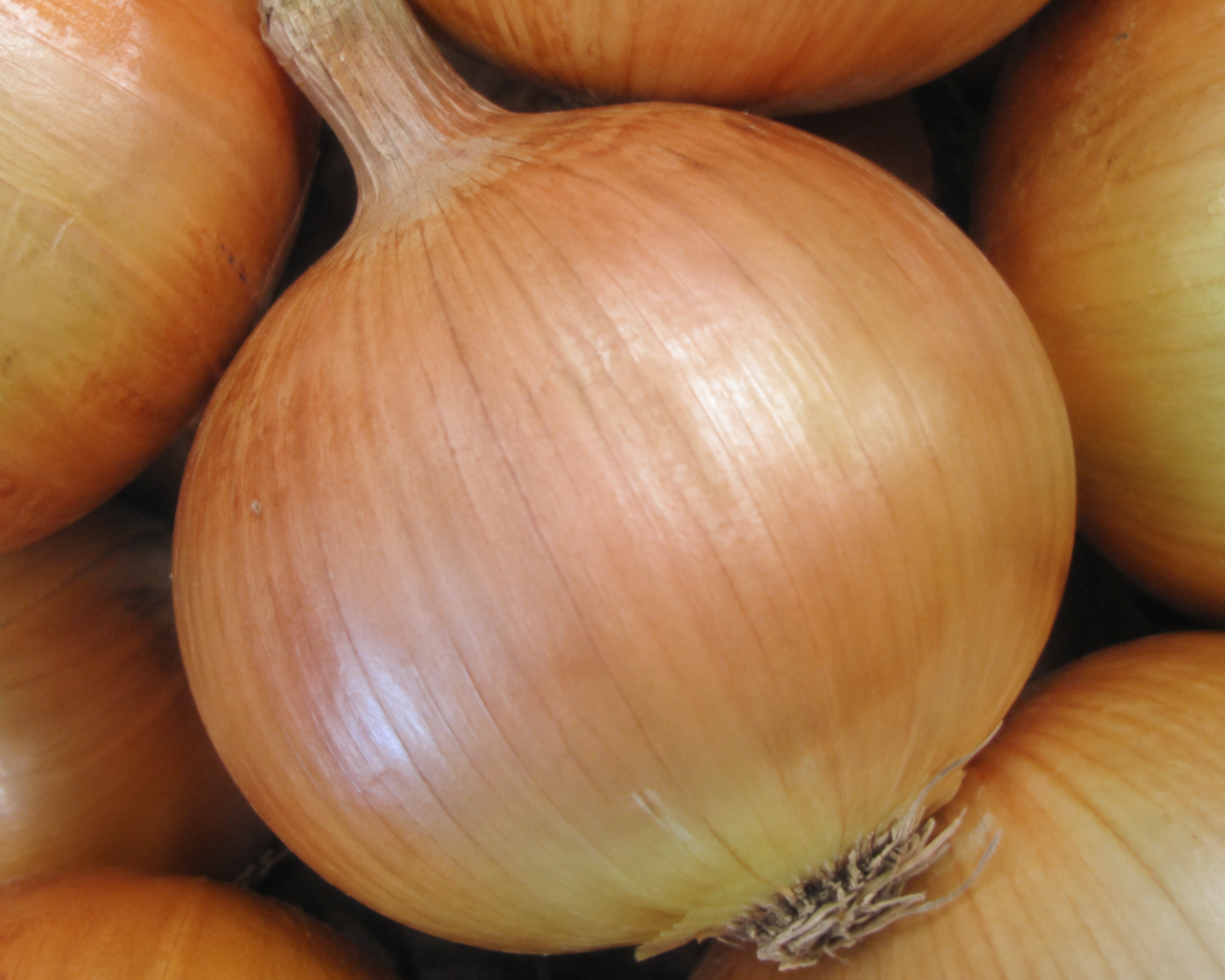 Yellow Sweet Spanish Onion Seeds