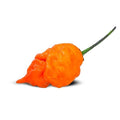 Orange Long - Tailed Scorpion Seeds