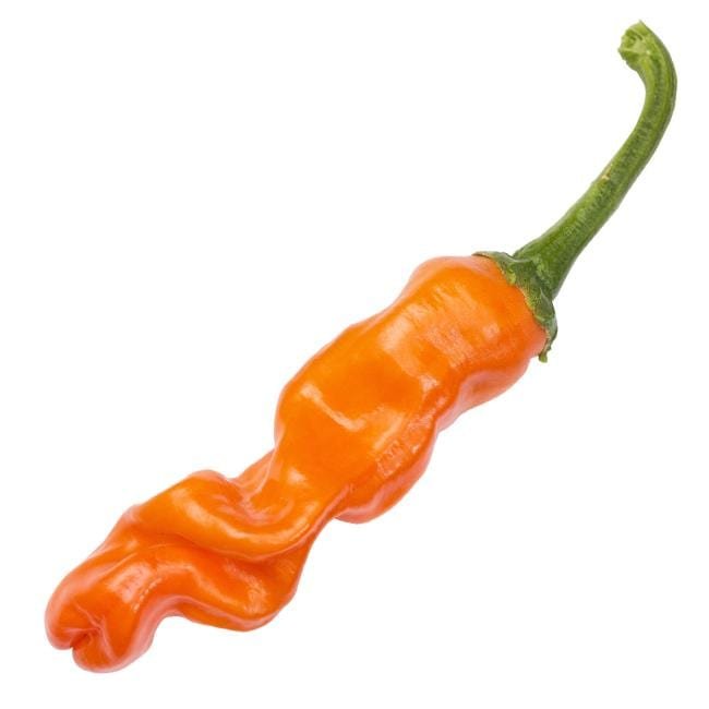 Orange Peter Pepper Seeds (Non - Isolated)