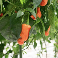 Orange Peter Pepper Seeds (Non - Isolated) - The Pepper Pantry (Formerly Marie Sharp's)