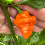 Orange Ripple - Seeds