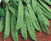Oregon Giant Pea Seeds