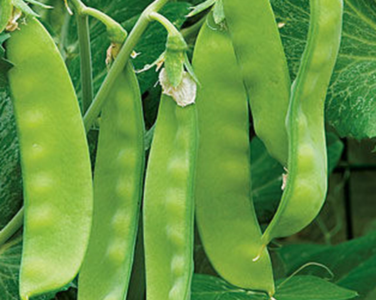 Oregon Sugar Pod II Pea Seeds