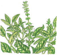 Sweet Basil Seeds (Organic)