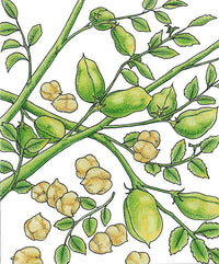 Garbanzo Golden Dragon Bush Bean Seeds (Organic)
