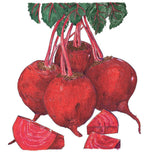 Detroit Dark Red Beet Seeds (Organic)