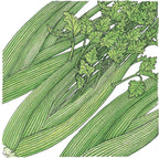 Tall Utah Celery Seeds (Organic)