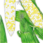 Who Gets Kissed Corn Seeds (Organic)