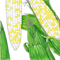 Who Gets Kissed Corn Seeds (Organic)