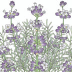 English-Vera Lavender Seeds (Organic)