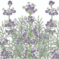 English-Vera Lavender Seeds (Organic)