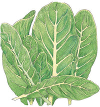 Little Gem Lettuce Seeds (Organic)
