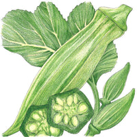 Clemson Spineless 80 Okra Seeds (Organic)