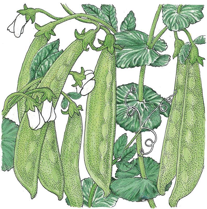 Oregon Sugar Pod Pea Seeds (Organic)