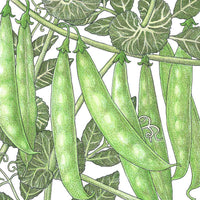 Sugar Snap Pea Seeds (Organic)