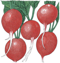 Cherry Belle Radish Seeds (Organic)