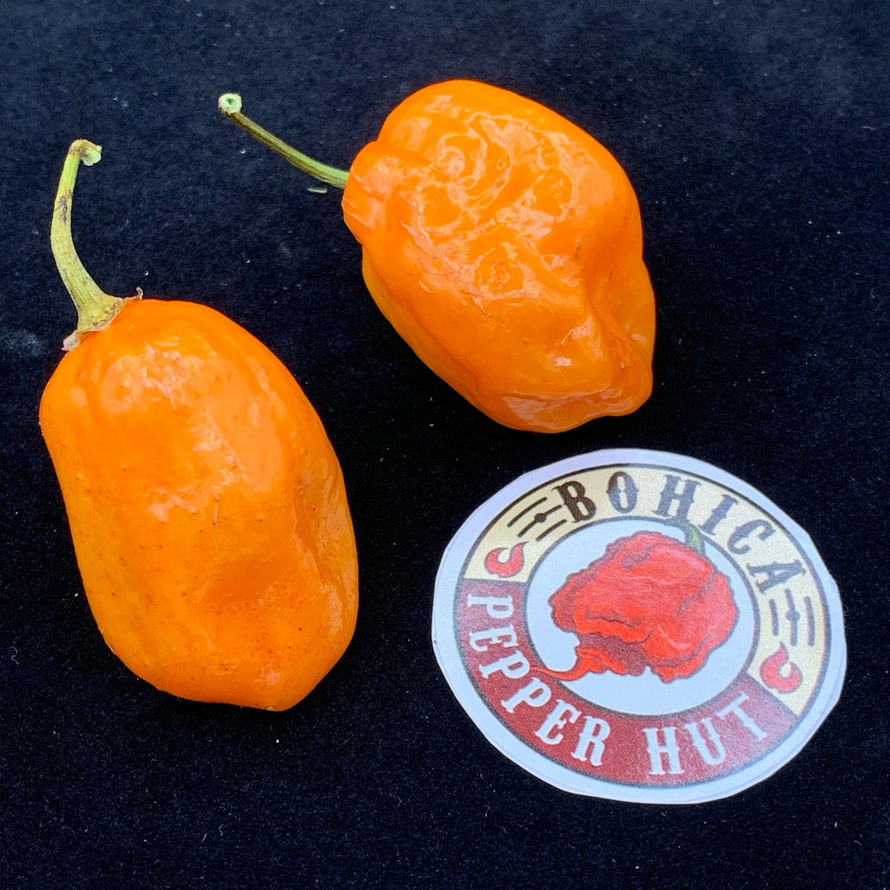 Oxkutzcabian Orange - Seeds - The Pepper Pantry (Formerly Marie Sharp's)