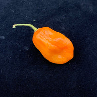 Oxkutzcabian Orange - Seeds - The Pepper Pantry (Formerly Marie Sharp's)