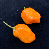 Oxkutzcabian Orange - Seeds - The Pepper Pantry (Formerly Marie Sharp's)