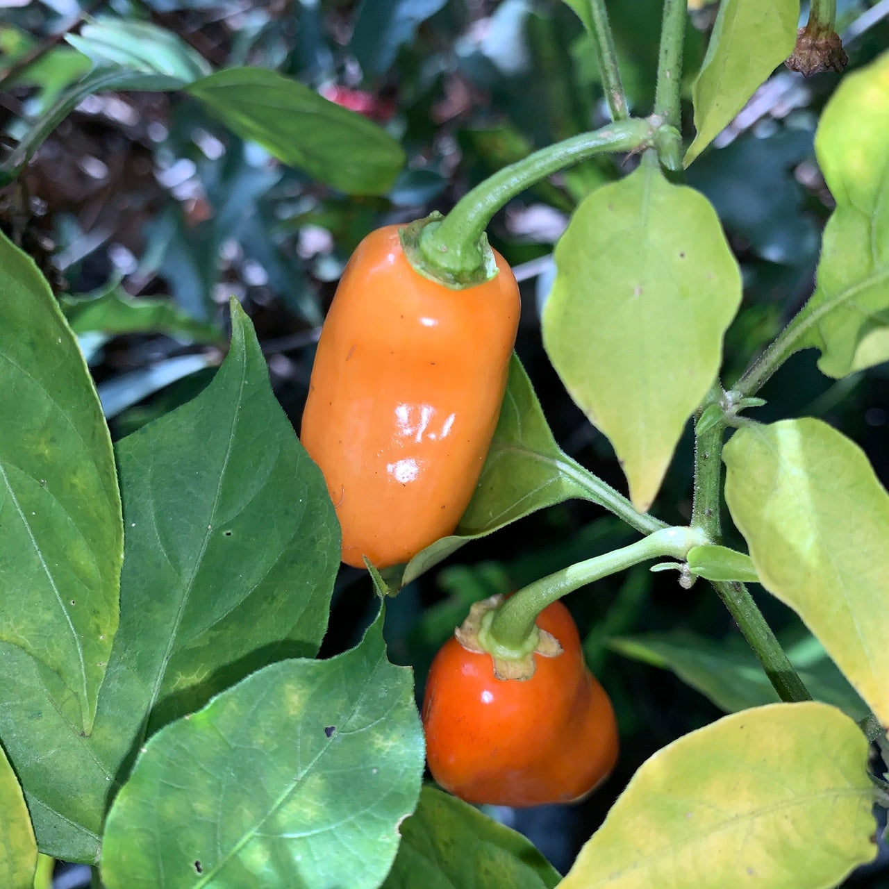 Oxkutzcabian Orange - Seeds - The Pepper Pantry (Formerly Marie Sharp's)