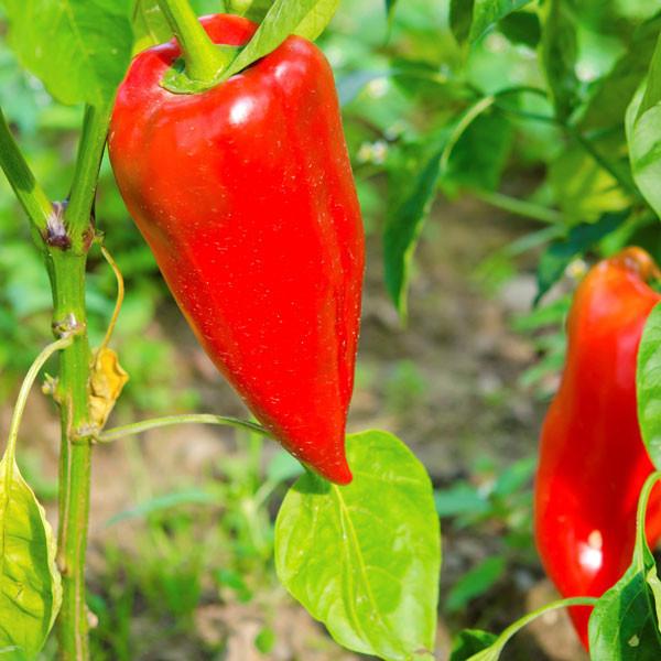 Leutschauer Pepper Seeds