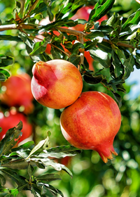 Pomegranate 'Parfianka' (Punica granatum)