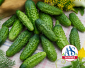 Parisian Hybrid Cucumber Seeds