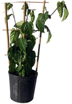 Purple Passion Fruit Vine Maracuya Morado