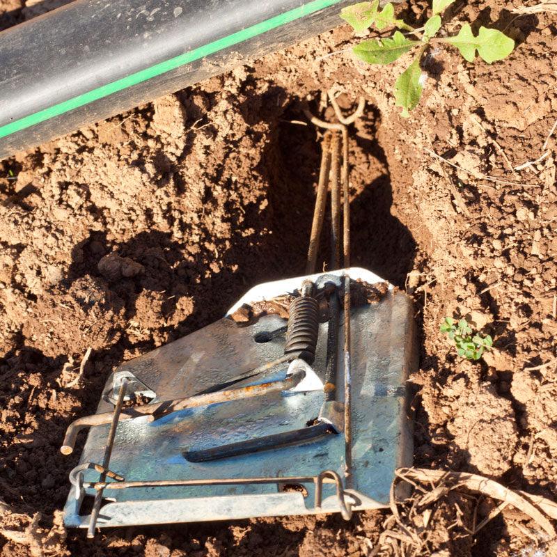 Cinch Gopher Trap