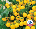 Patio Choice Yellow Hybrid Tomato Seeds