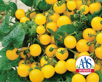 Patio Choice Yellow Hybrid Tomato Seeds