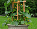 Patio Snacker Hybrid Cucumber