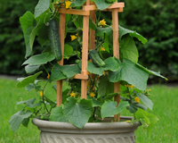 Patio Snacker Hybrid Cucumber