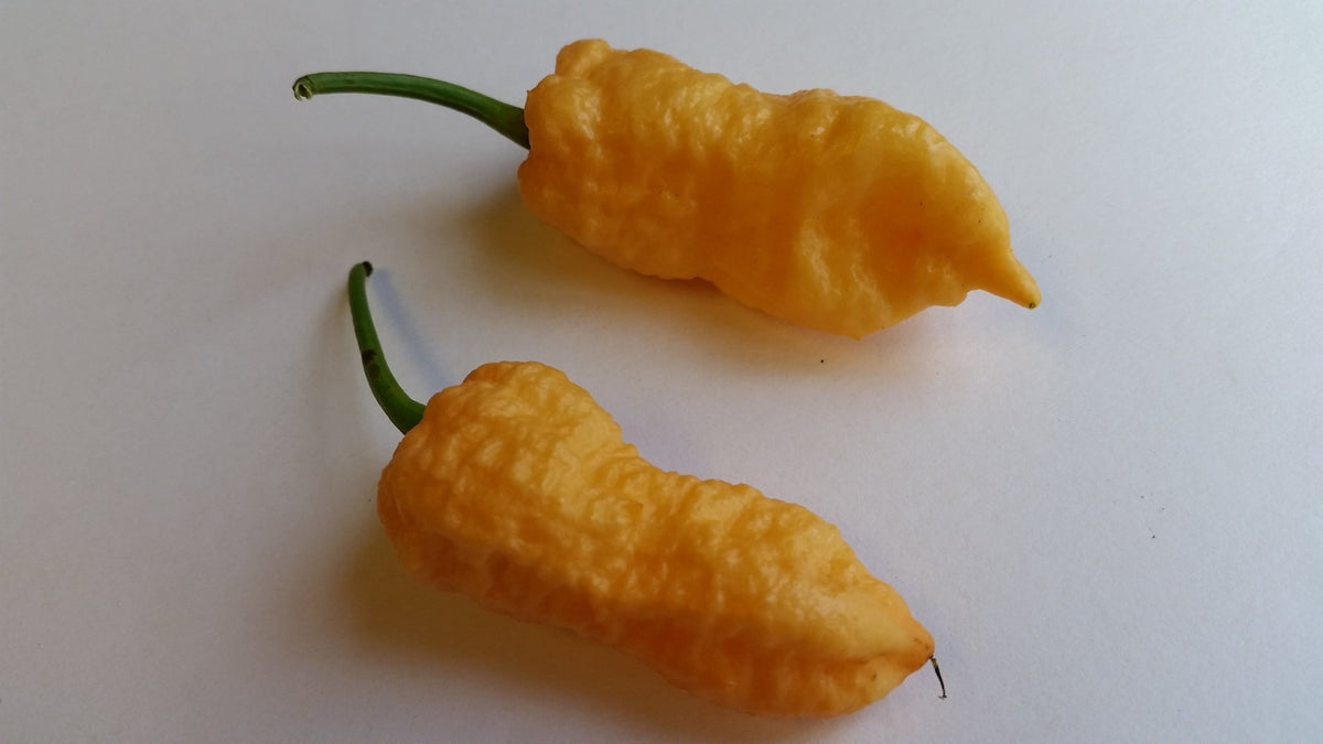 Peach Bhut Jolokia Ghost - Seeds - The Pepper Pantry (Formerly Marie Sharp's)