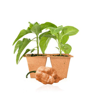 Peach Reaper Pepper Plants - The Pepper Pantry (Formerly Marie Sharp's)