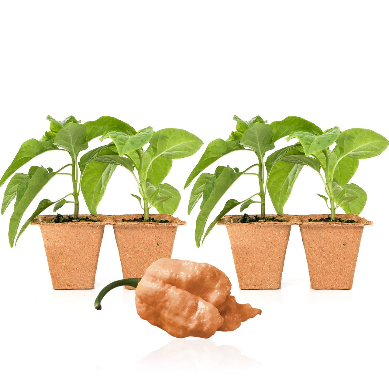 Peach Reaper Pepper Plants - The Pepper Pantry (Formerly Marie Sharp's)