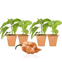 Peach Reaper Pepper Plants - The Pepper Pantry (Formerly Marie Sharp's)